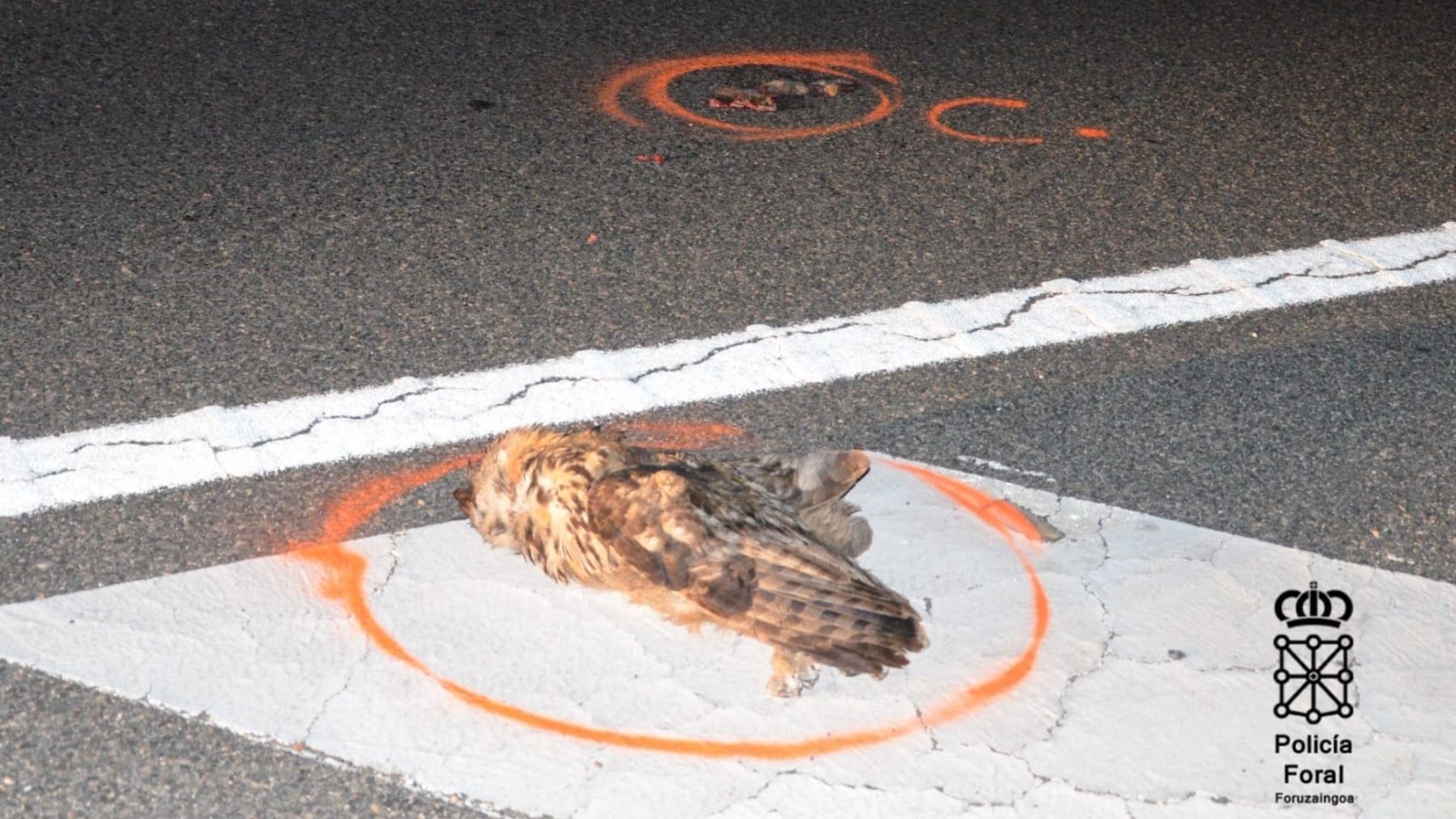 El búho real atropellado en Castejón. POLICÍA FORAL