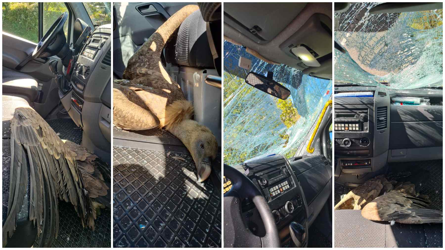 El buitre quedo alojado en la cabina de la ambulancia a los pies del asiento del copiloto. CEDIDA