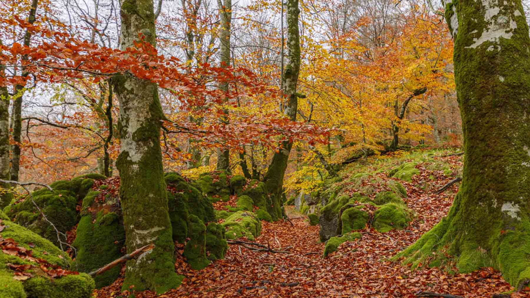 El Bosque Encantado de Navarra, un lugar muy especial para visitar en primavera