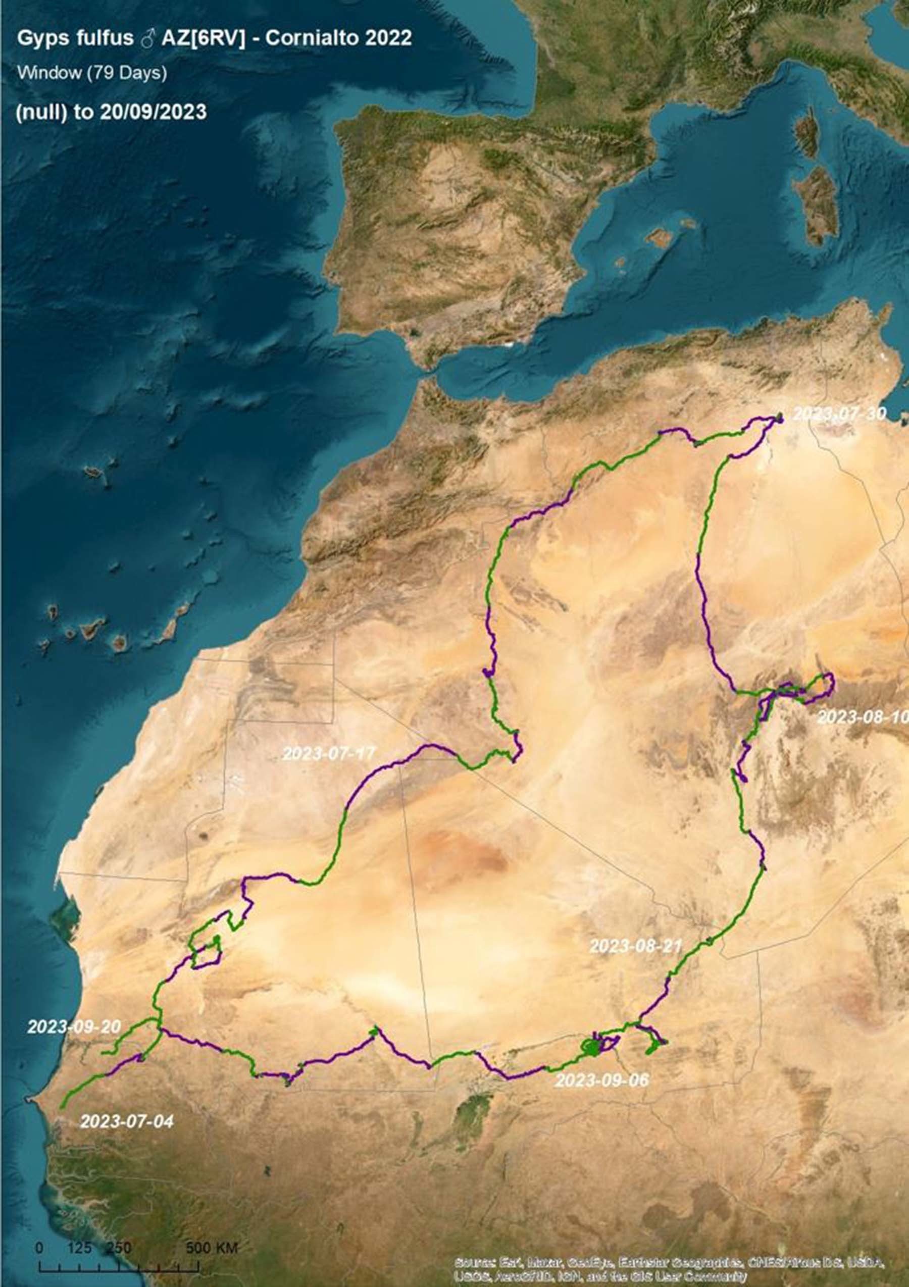 Recorrido del buitre leonado al que se le puso un GPS en las Bardenas de Navarra.