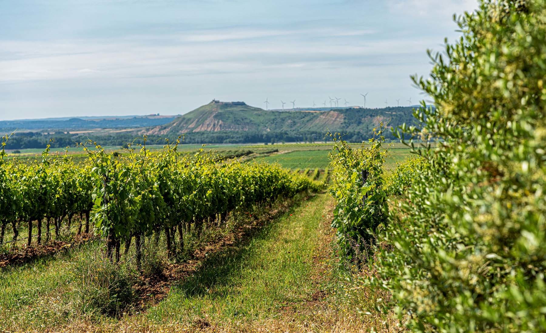 Foto 03. Los viñedos propios de Ochoa marcan la diferencia con otras bodegas. En la foto los viñedos de Traibuenas. (Foto Javier Ochoa Martínez, cortesía del autor)