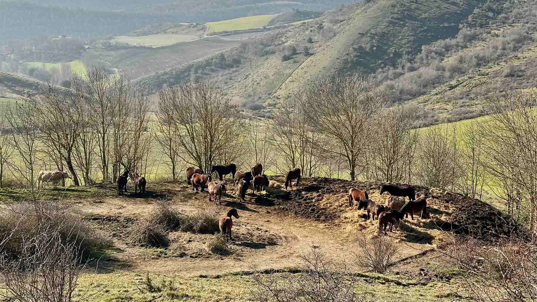 Caballos en la ruta a San Gregorio desde Músquiz. IRANZU LARRASOAÑA