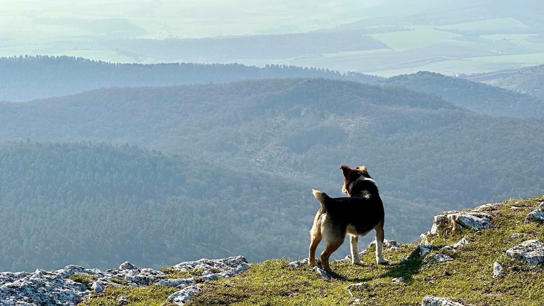 Un perro otea el horizonte desde la cima de San Gregorio. IRANZU LARRASOAÑA