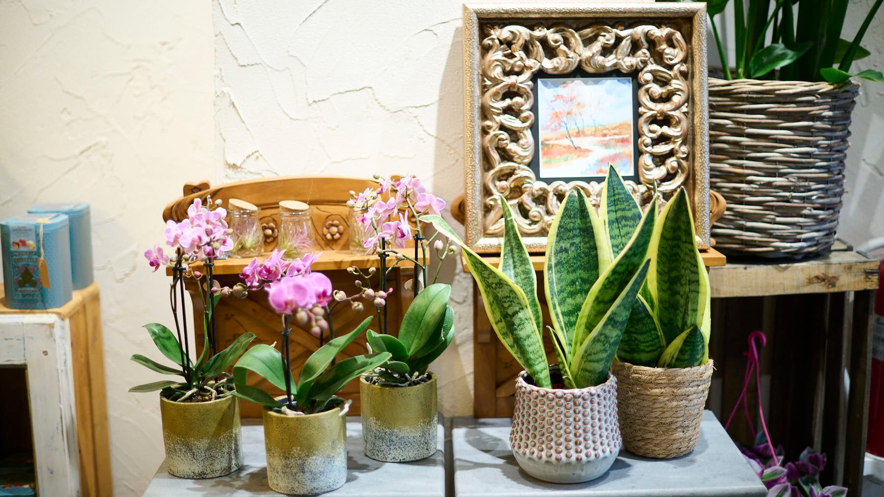 Flores El Bosquecillo, en la calle Navas de Tolosa 27 de Pamplona. PABLO LASAOSA