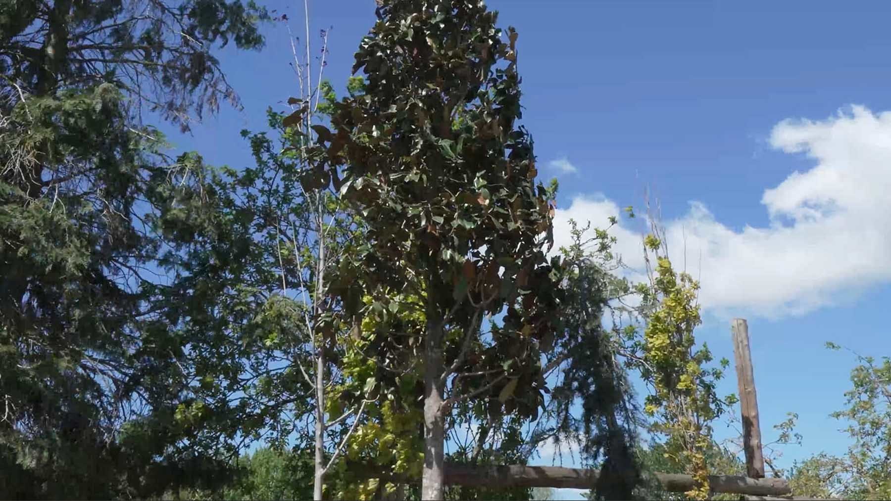 Pamplona 'ficha' a un árbol italiano de 20 años para el parque de la Taconera
