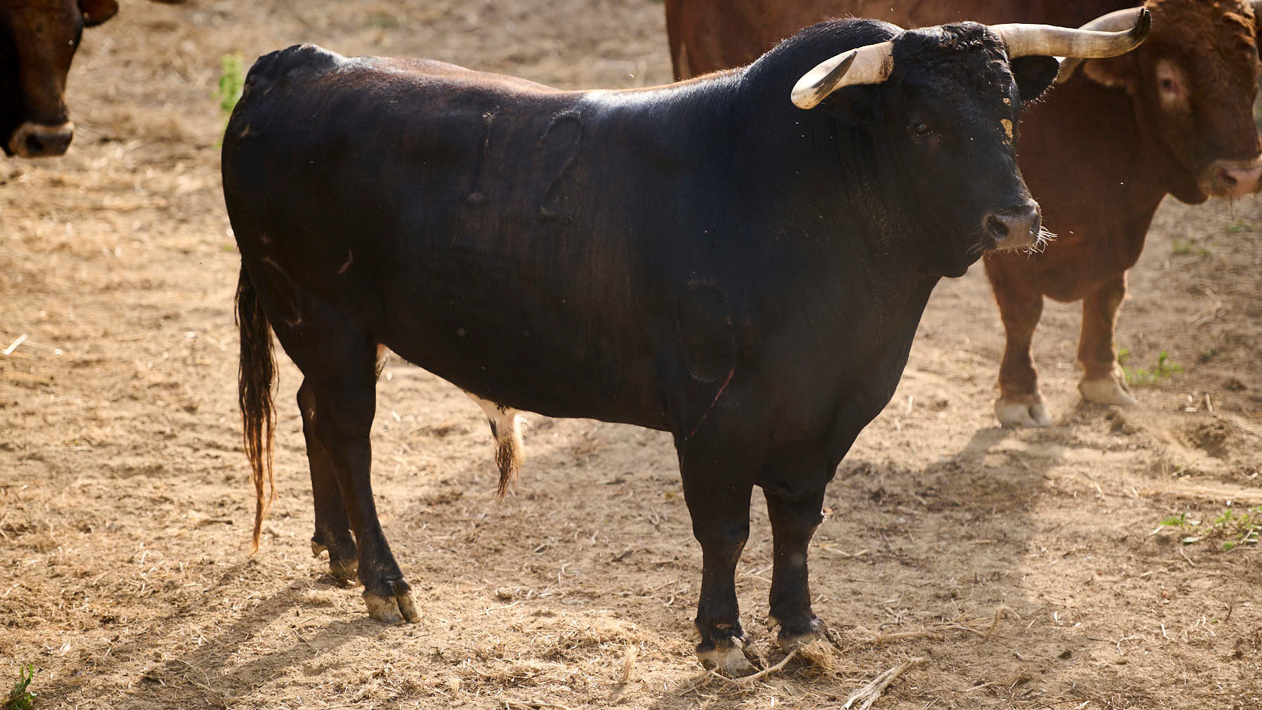 EL TORO 'CAPITÁN' (Nº12) DE LA GANADERÍA DE LA PALMOSILLA (7 DE JULIO) Y DE 630 KILOS DE PESO EN LOS CORRALES DEL GAS DE PAMPLONA. PABLO LASAOSA