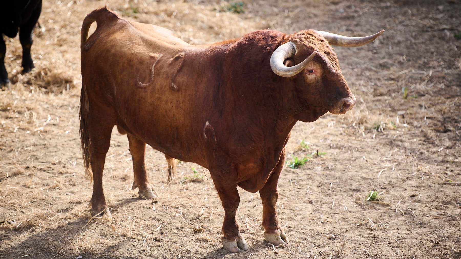 EL TORO 'PAPELÓN' (Nº32) DE LA GANADERÍA DE LA PALMOSILLA (7 DE JULIO) Y DE 595 KILOS DE PESO EN LOS CORRALES DEL GAS DE PAMPLONA. PABLO LASAOSA