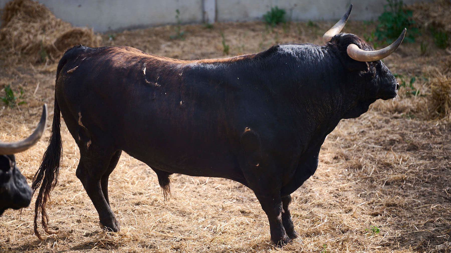 EL TORO 'ESCANDALOSO' (Nº41) DE LA GANADERÍA DE LA PALMOSILLA (7 DE JULIO) Y DE 610 KILOS DE PESO EN LOS CORRALES DEL GAS DE PAMPLONA. PABLO LASAOSA