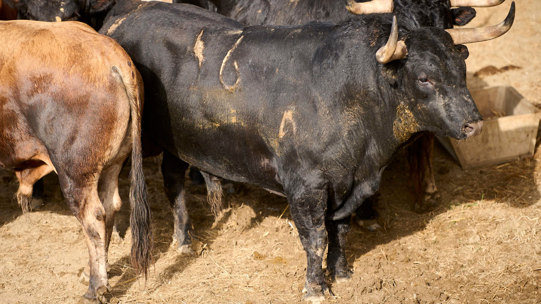 EL TORO 'CHISTOSO' (Nº46) DE LA GANADERÍA DE LA PALMOSILLA (7 DE JULIO) Y DE 580 KILOS DE PESO EN LOS CORRALES DEL GAS DE PAMPLONA. PABLO LASAOSA