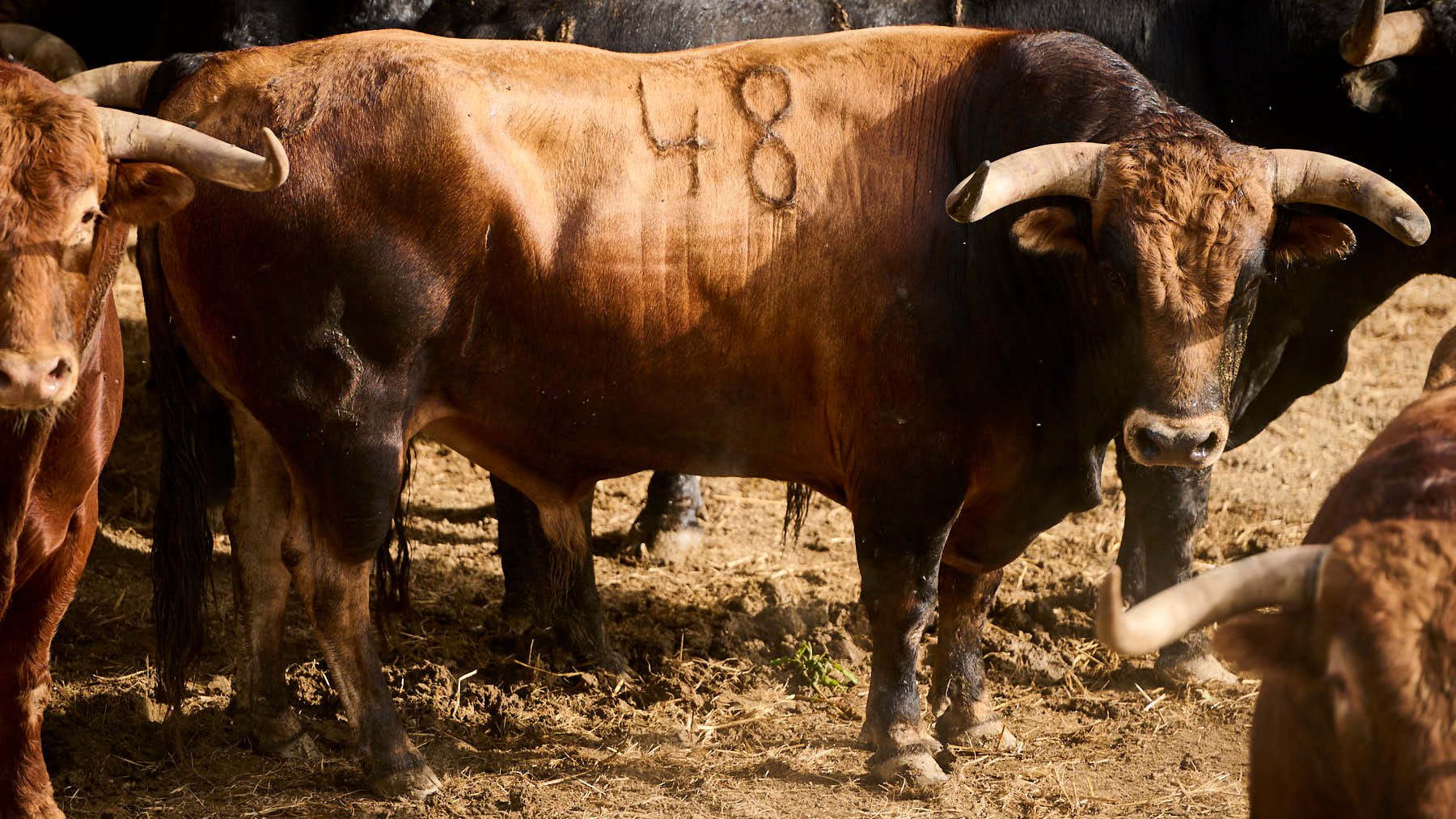 EL TORO 'ILUSTRADO' (Nº48) DE LA GANADERÍA DE LA PALMOSILLA (7 DE JULIO) Y DE 505 KILOS DE PESO EN LOS CORRALES DEL GAS DE PAMPLONA. PABLO LASAOSA