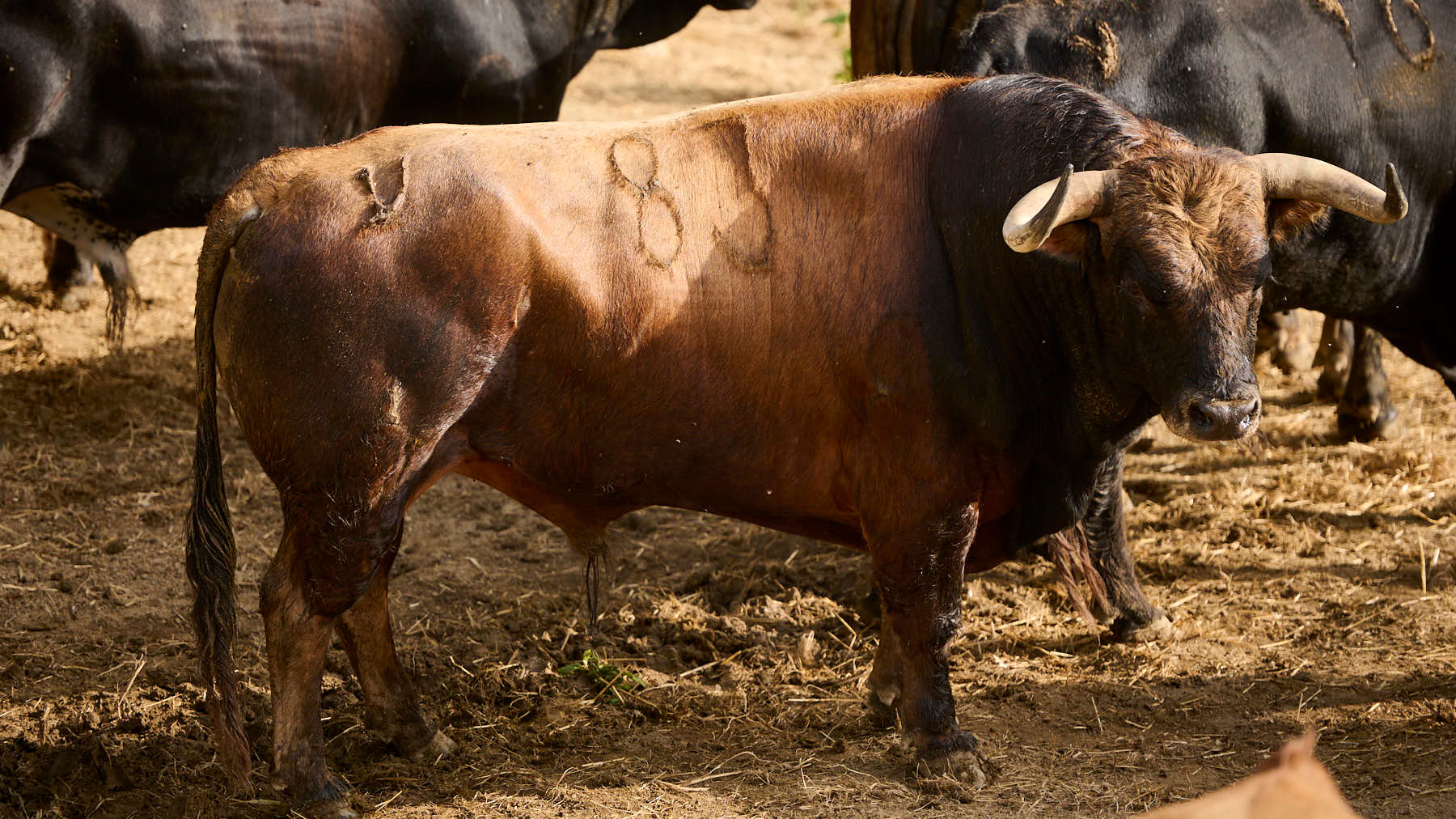 EL TORO 'GALLARDIO' (Nº83) DE LA GANADERÍA DE LA PALMOSILLA (7 DE JULIO) Y DE 560 KILOS DE PESO EN LOS CORRALES DEL GAS DE PAMPLONA. PABLO LASAOSA