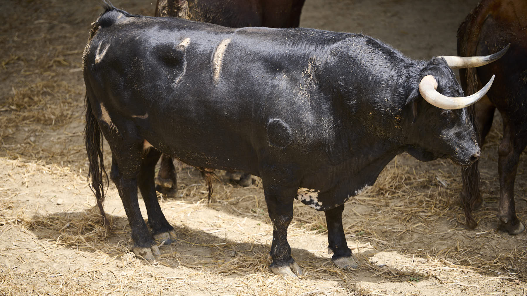 El toro 'Desgreñado' (Nº30) de la ganadería de Cebada Gago (8 de julio), negro bragado meano corniabierto, y de 520 kilos de peso en los Corrales del Gas de Pamplona. PABLO LASAOSA