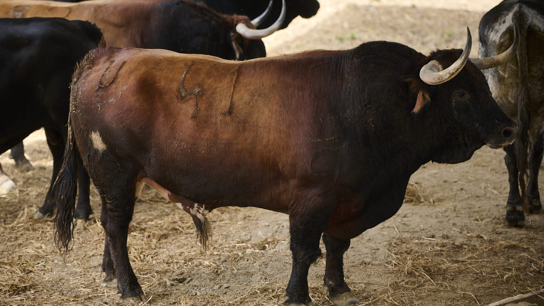 El toro 'Avanto' (Nº41) de la ganadería de Cebada Gago (8 de julio), castaño bragado meano corniabierto, y de 580 kilos de peso en los Corrales del Gas de Pamplona. PABLO LASAOSA