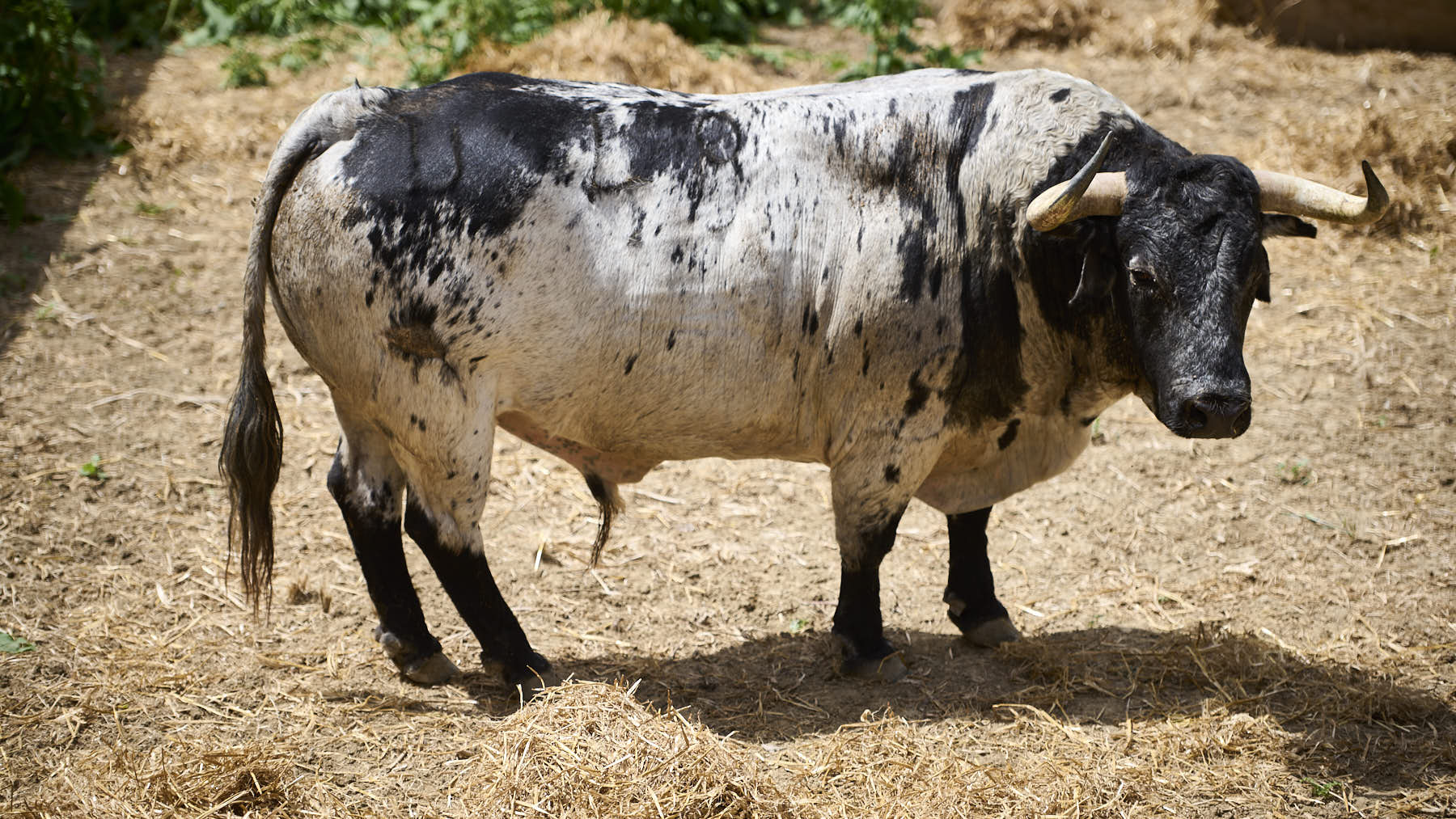 El toro 'Compuesto' (Nº49) de la ganadería de Cebada Gago (8 de julio), cárdeno burraco, y de 550 kilos de peso en los Corrales del Gas de Pamplona. PABLO LASAOSA