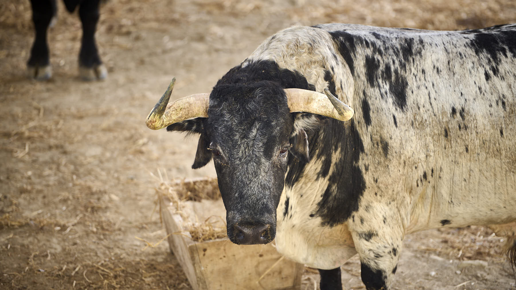 El toro 'Andante' (Nº54) de la ganadería de Cebada Gago (8 de julio), negro burraco, y de 550 kilos de peso en los Corrales del Gas de Pamplona.. PABLO LASAOSA