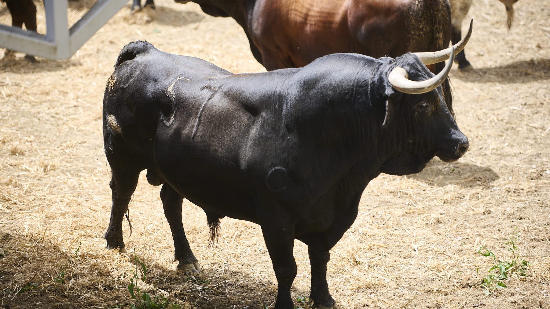 El toro 'Bético' (Nº59) de la ganadería de Cebada Gago (8 de julio), negro mulato bragado, y de 495 kilos de peso en los Corrales del Gas de Pamplona PABLO LASAOSA