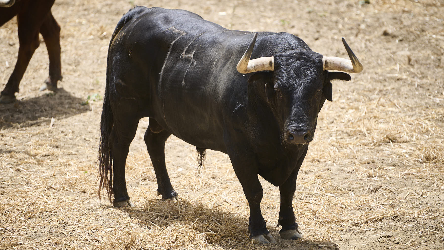 El toro 'Semillero' (Nº74) de la ganadería de Cebada Gago (8 de julio), negro, y de 510 kilos de peso en los Corrales del Gas de Pamplona. PABLO LASAOSA