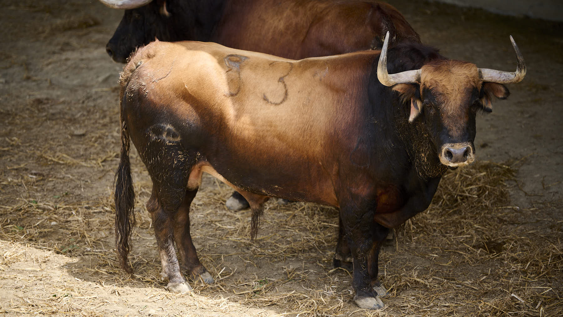 El toro 'Gritón' (Nº93) de la ganadería de Cebada Gago (8 de julio), castaño bragado, y de 515 kilos de peso en los Corrales del Gas de Pamplona. PABLO LASAOSA