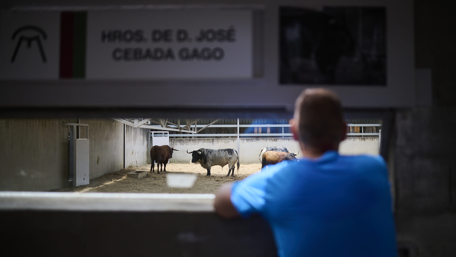 Abren los corrales del Gas para ver los toros de San Fermín: horarios, precios y qué ganaderías se pueden visitar