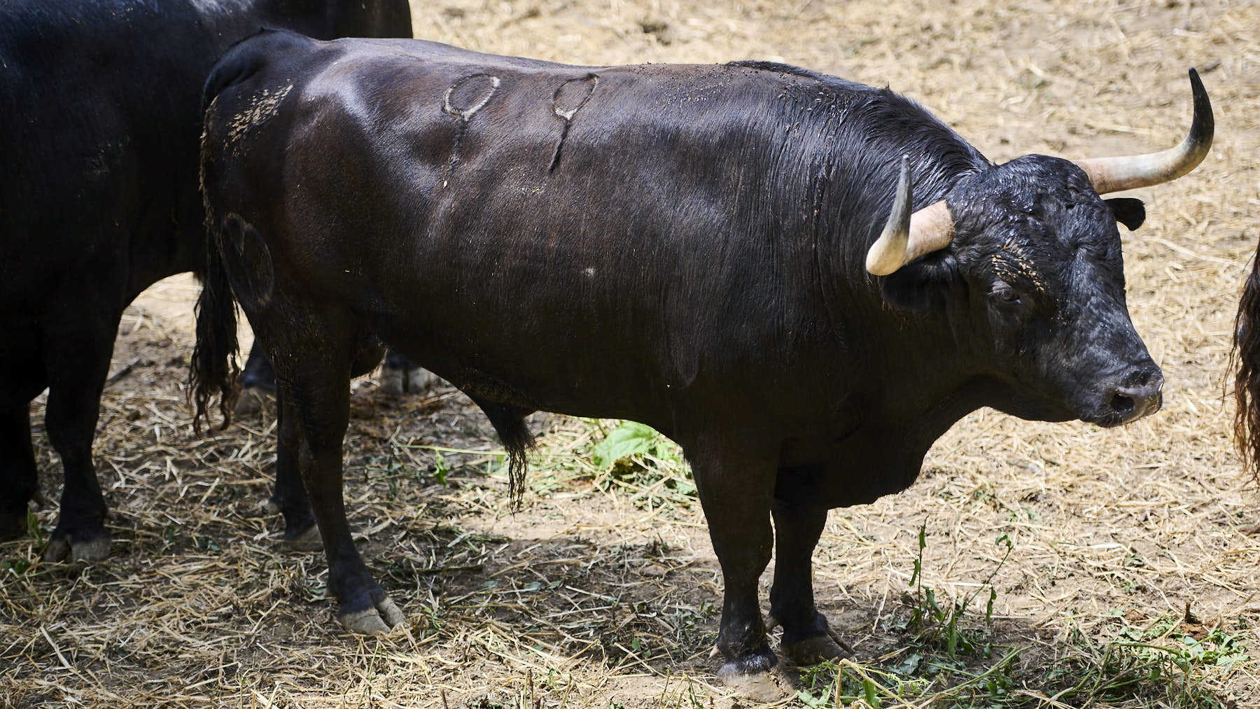 El toro 'Poco Sol' (Nº 99) de la ganadería de Victoriano del Río (9 de julio), negro mulato y de 585 kilos de peso, en los corrales del Gas de Pamplona. PABLO LASAOSA.