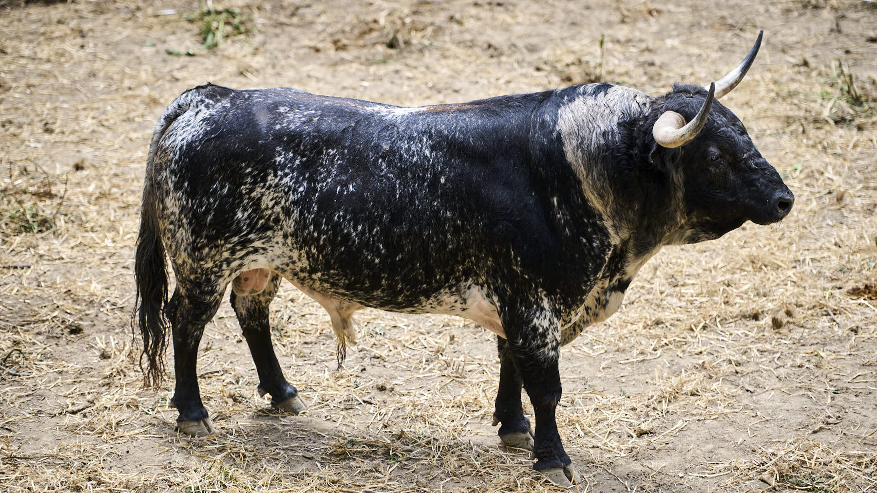 El toro 'Cantaor' (Nº 118) de la ganadería de Victoriano del Río (9 de julio), negro burraco rabicano y de 540 kilos de peso, en los corrales del Gas de Pamplona. PABLO LASAOSA.