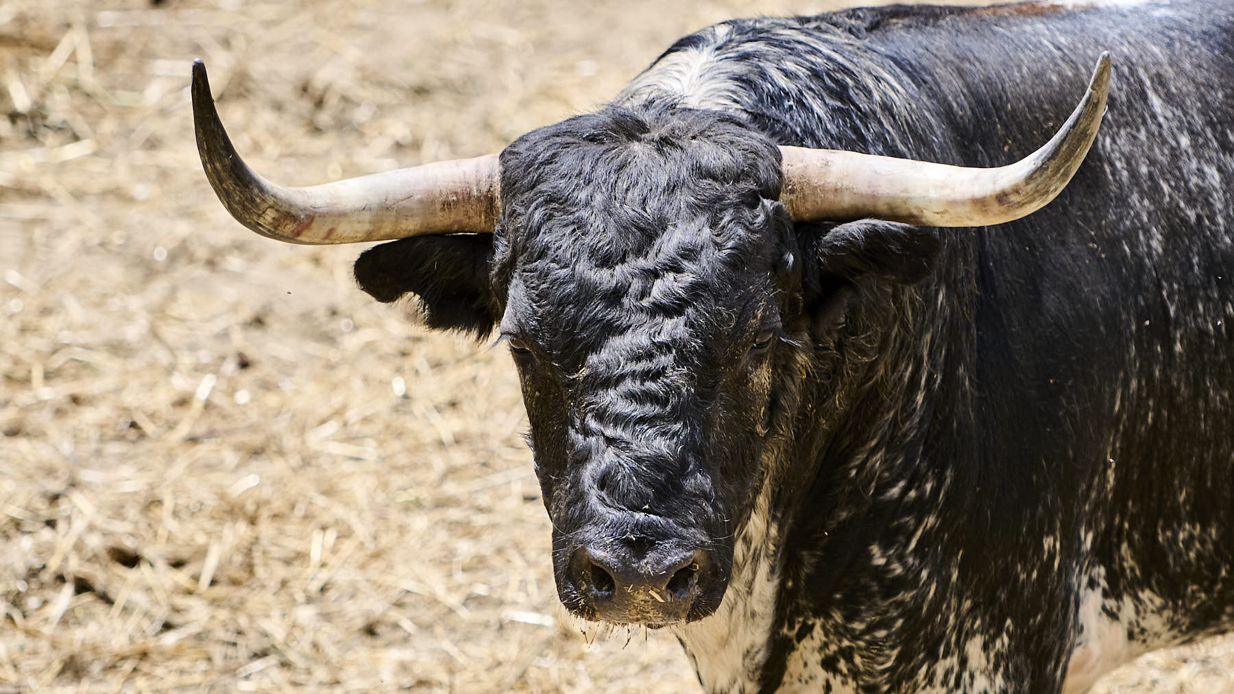 El toro 'Cantador' (Nº 118) de la ganadería de Victoriano del Río (9 de julio), negro burraco rabicano y de 540 kilos de peso, en los corrales del Gas de Pamplona. PABLO LASAOSA.