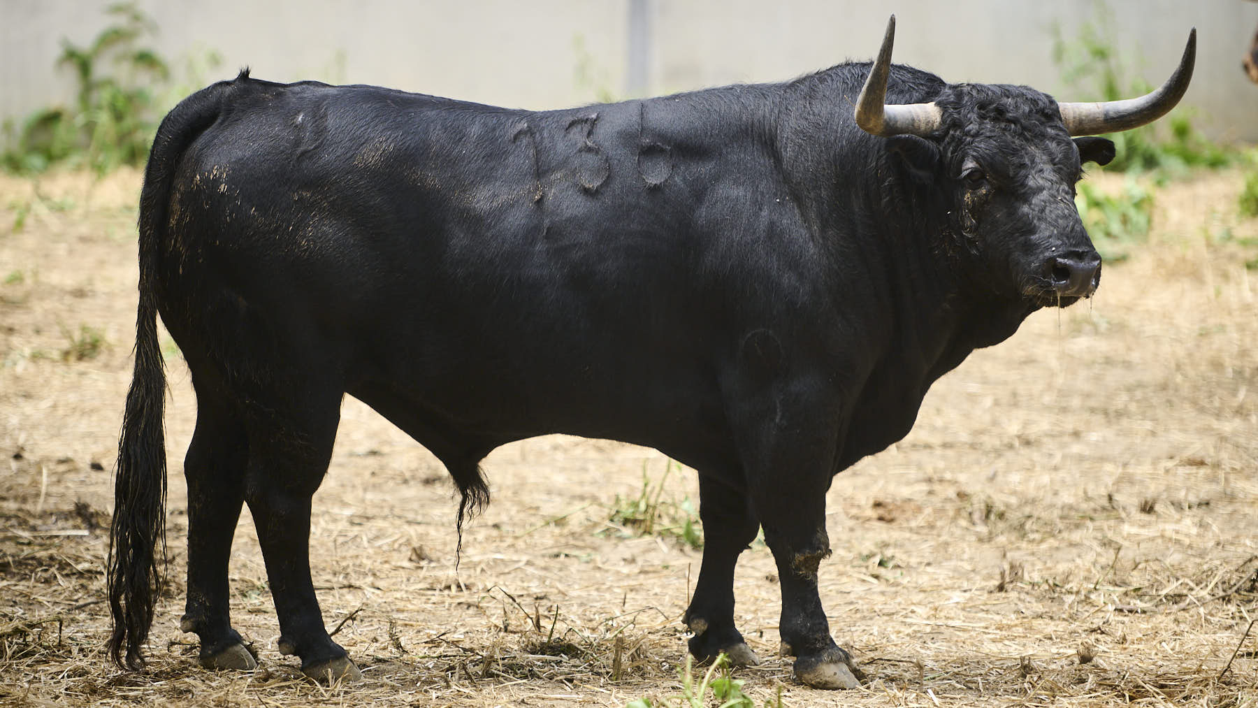 El toro 'Esperón' (Nº 136) de la ganadería de Victoriano del Río (9 de julio), negro mulato y de 545 kilos de peso, en los corrales del Gas de Pamplona. PABLO LASAOSA.