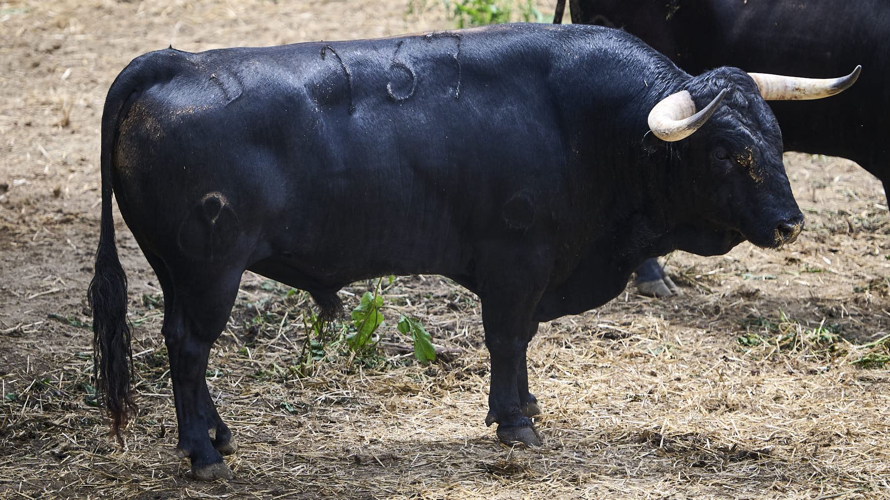 El toro 'Aturdido' (Nº 137) de la ganadería de Victoriano del Río (9 de julio), negro mulato y de 610 kilos de peso, en los corrales del Gas de Pamplona. PABLO LASAOSA.