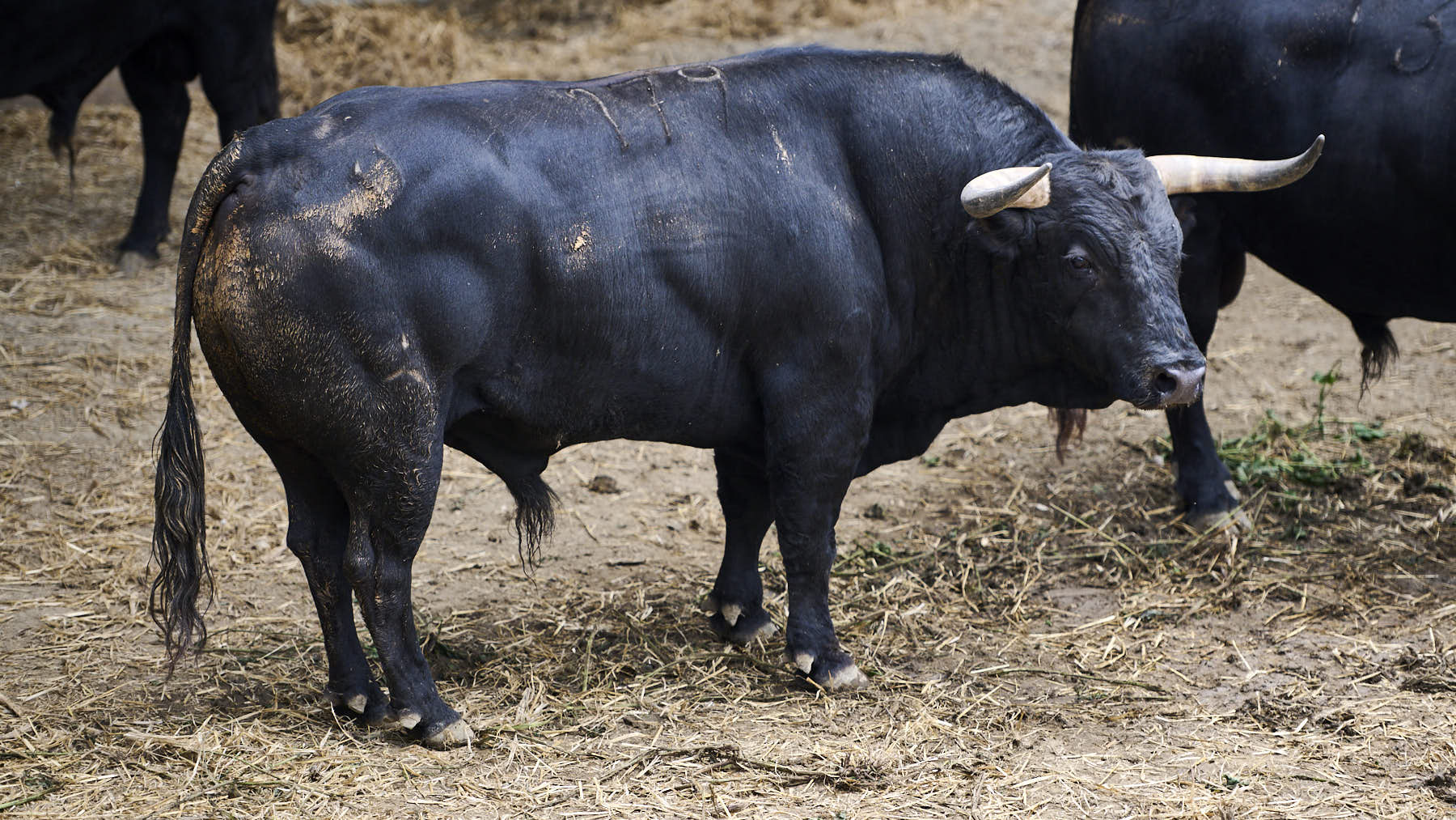 El toro 'Campanilla' (Nº 179) de la ganadería de Victoriano del Río (9 de julio), negro mulato y de 620 kilos de peso, en los corrales del Gas de Pamplona. PABLO LASAOSA.