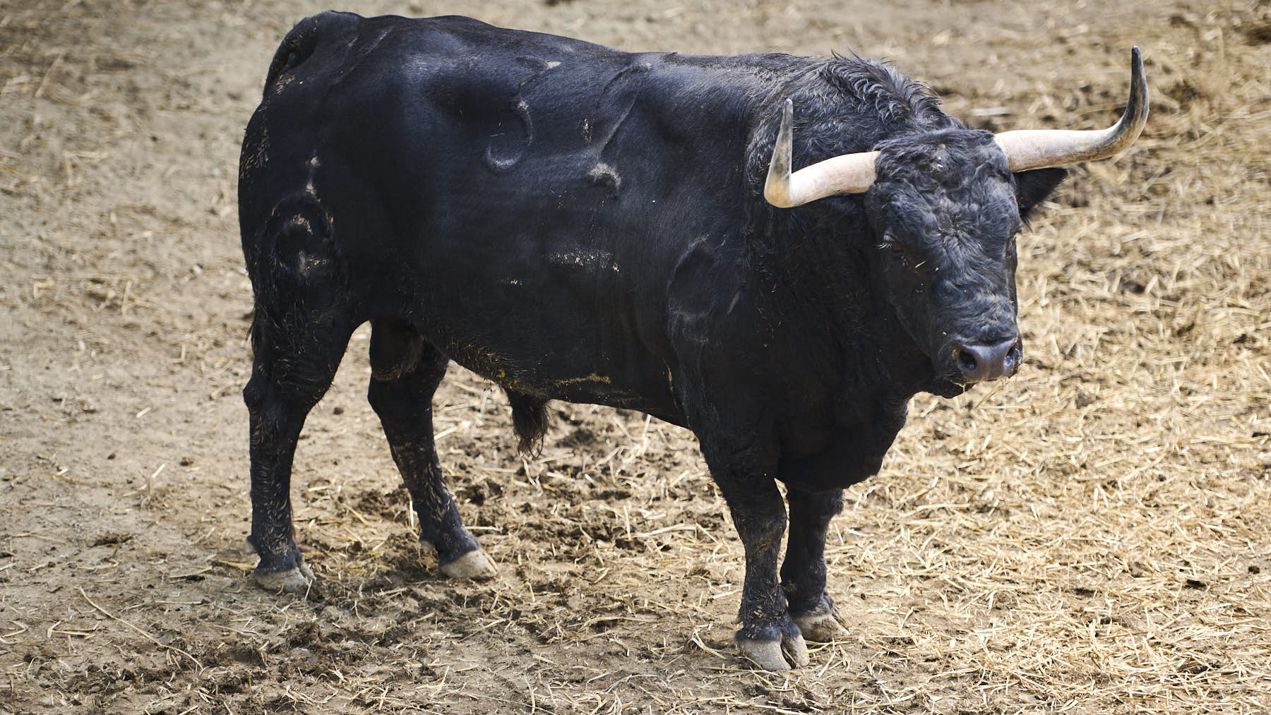 El toro 'Jarrero' (Nº32) de la ganadería de Fuente Ymbro (10 de julio), negro y de 525 kilos de peso, en los corrales del Gas de Pamplona. PABLO LASAOSA.