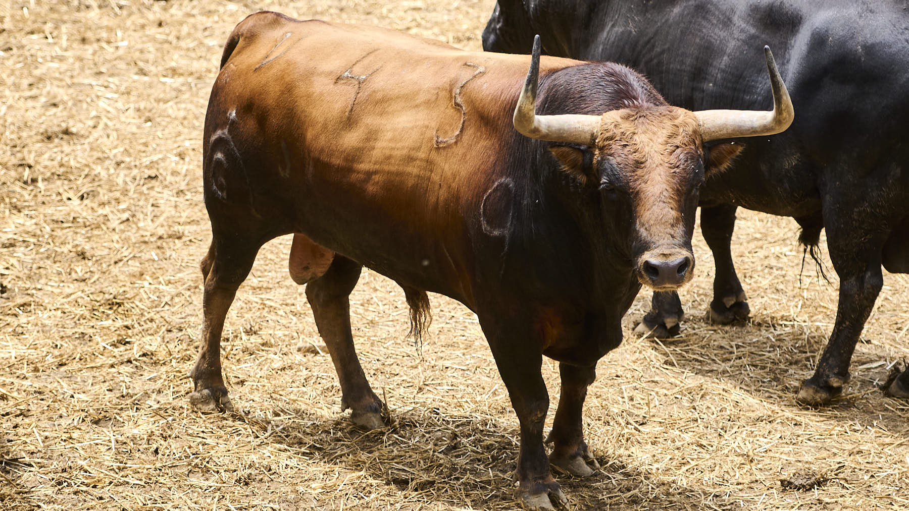 El toro 'Pijotero' (Nº43) de la ganadería de Fuente Ymbro (10 de julio), castaño claro bragado y de 525 kilos de peso, en los corrales del Gas de Pamplona. PABLO LASAOSA.