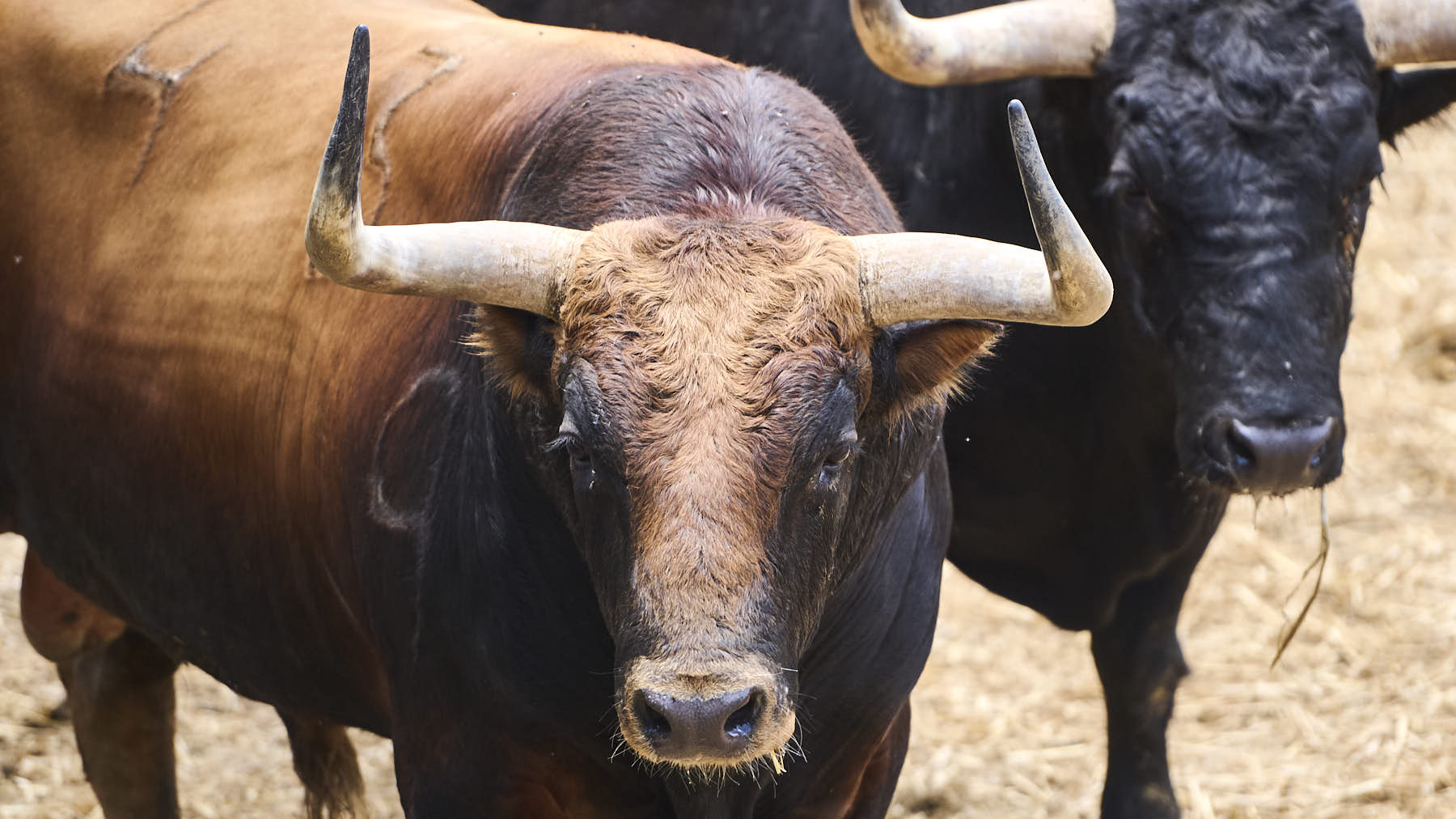 El toro 'Pijotero' (Nº43) de la ganadería de Fuente Ymbro (10 de julio), castaño claro bragado y de 525 kilos de peso, en los corrales del Gas de Pamplona. PABLO LASAOSA.