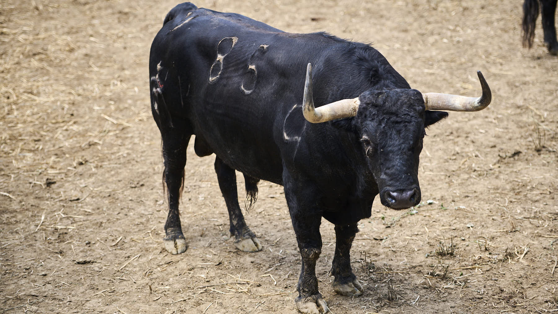 El toro 'Hortelano' (Nº85) de la ganadería de Fuente Ymbro (10 de julio), negro y de 550 kilos de peso, en los corrales del Gas de Pamplona. PABLO LASAOSA.