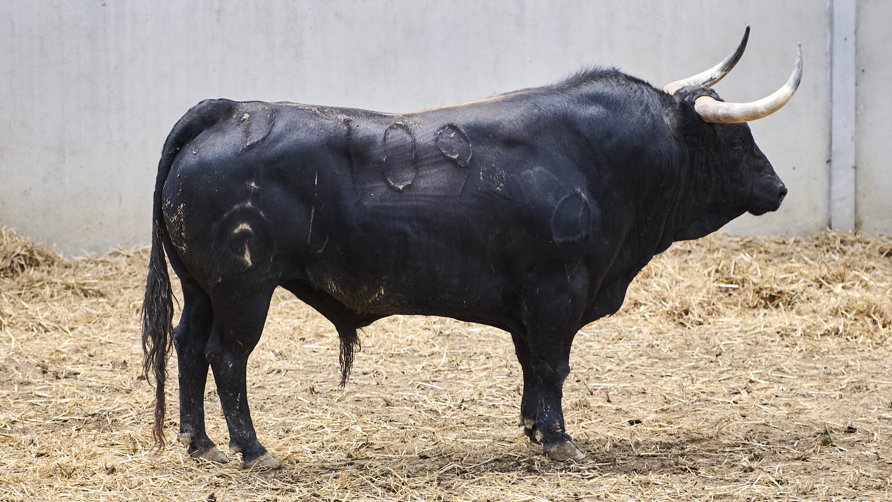 El toro 'Cazador' (Nº109) de la ganadería de Fuente Ymbro (10 de julio), negro mulato y de 575 kilos de peso, en los corrales del Gas de Pamplona. PABLO LASAOSA.