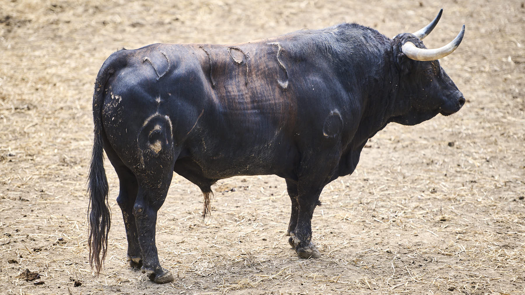 El toro 'Manirroto' (Nº193) de la ganadería de Fuente Ymbro (10 de julio), negro mulato chorreado y de 560 kilos de peso, en los corrales del Gas de Pamplona. PABLO LASAOSA.