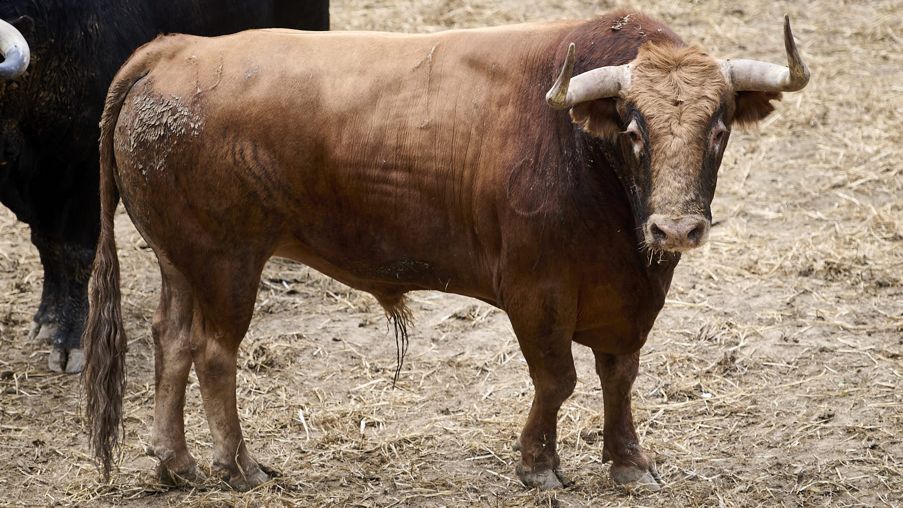 El toro 'Molinito' (Nº1) de la ganadería de Domingo Hernández (11 de julio), colorado y de 570 kilos de peso en los Corrales del Gas de Pamplona. PABLO LASAOSA