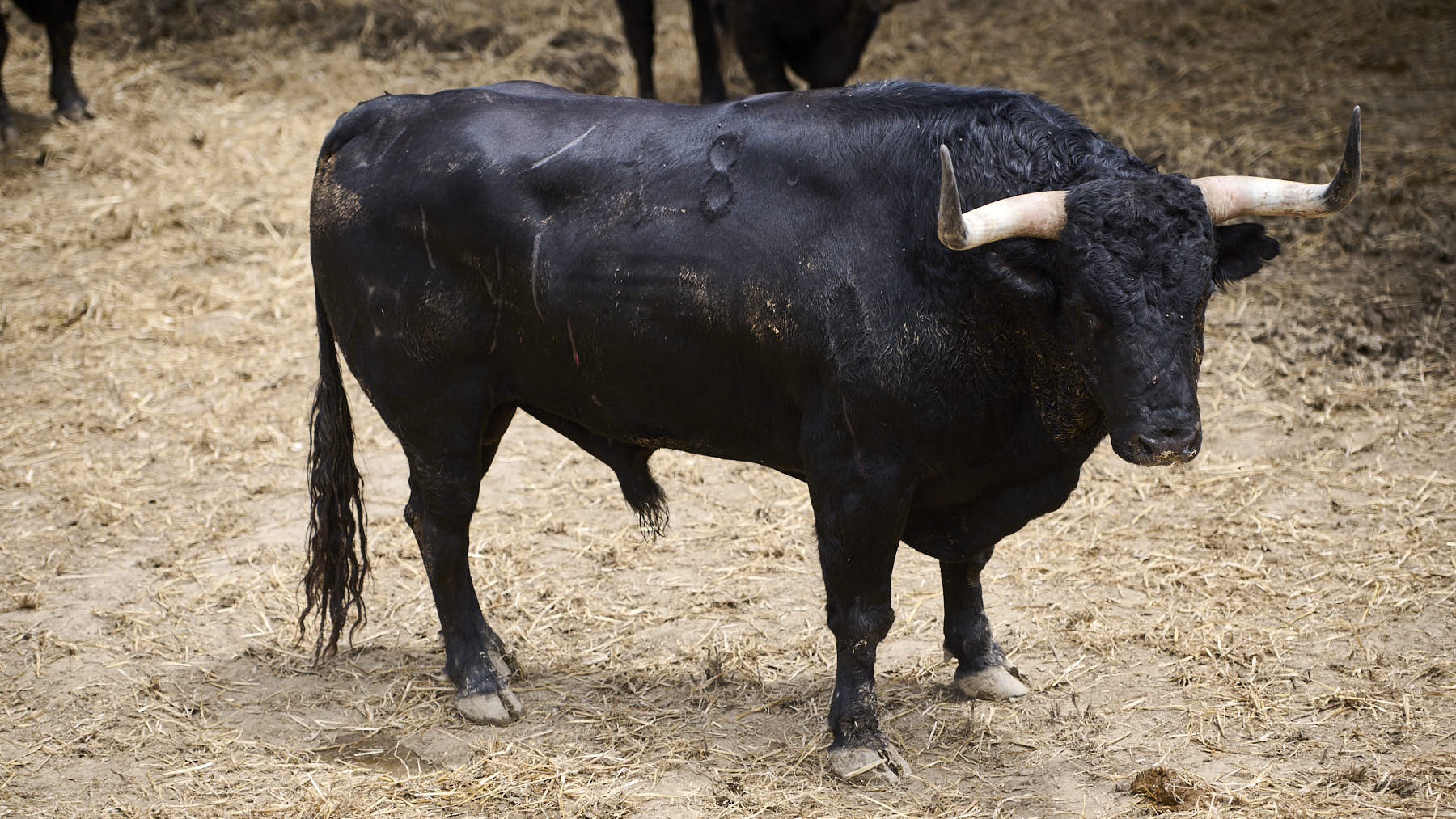 El toro 'Ostentoso' (Nº18) de la ganadería de Domingo Hernández (11 de julio), negro y de 595 kilos de peso en los Corrales del Gas de Pamplona. PABLO LASAOSA