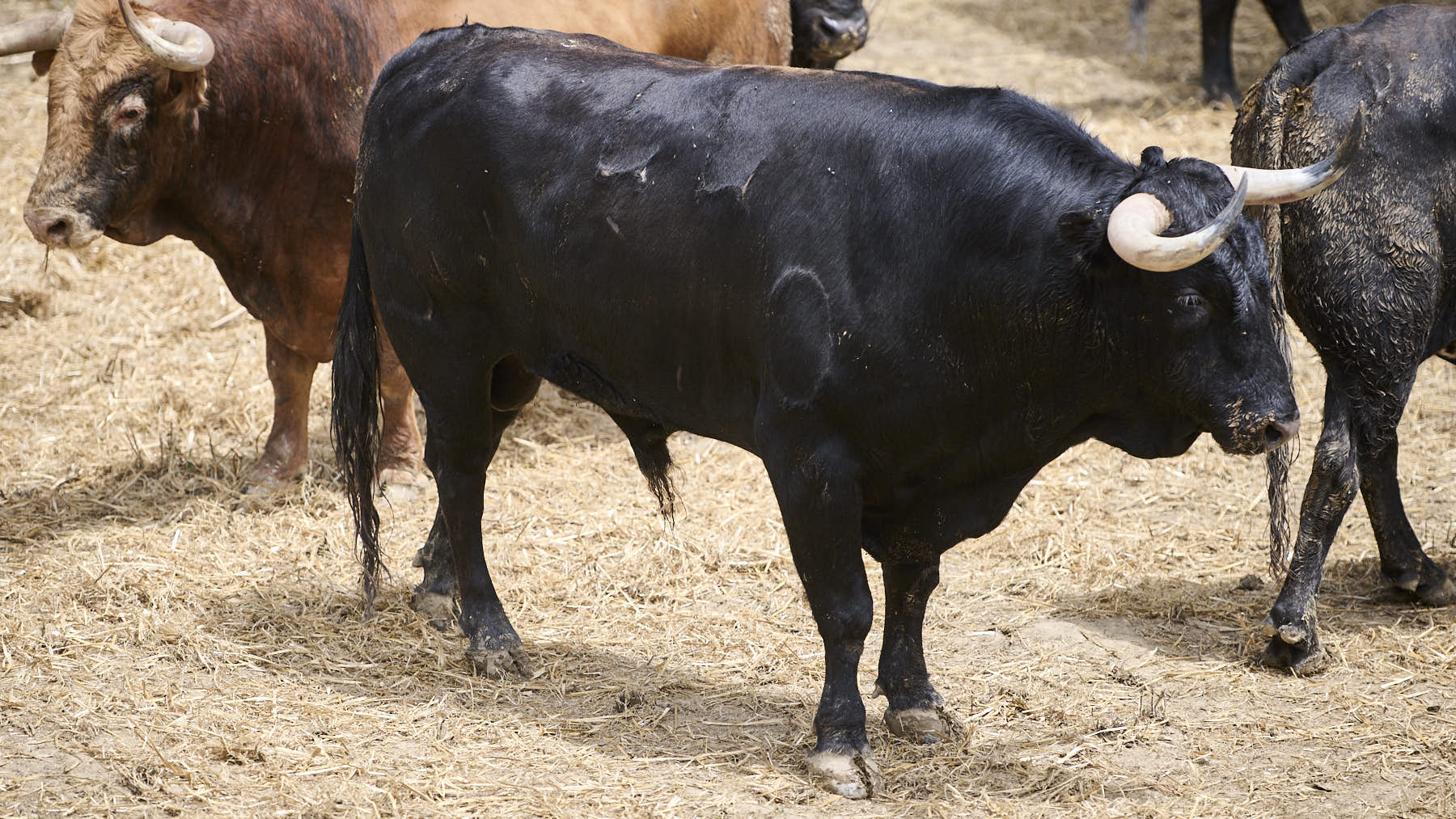 El toro 'Lunático' (Nº44) de la ganadería de Domingo Hernández (11 de julio), negro y de 540 kilos de peso en los Corrales del Gas de Pamplona. PABLO LASAOSA