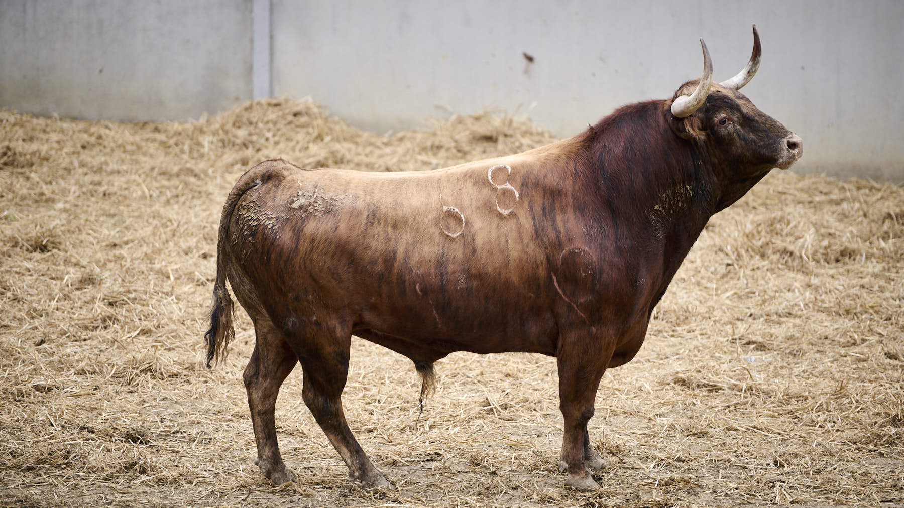 El toro 'Loquito' (Nº68) de la ganadería de Domingo Hernández (11 de julio), colorado y de 565 kilos de peso en los Corrales del Gas de Pamplona. PABLO LASAOSA