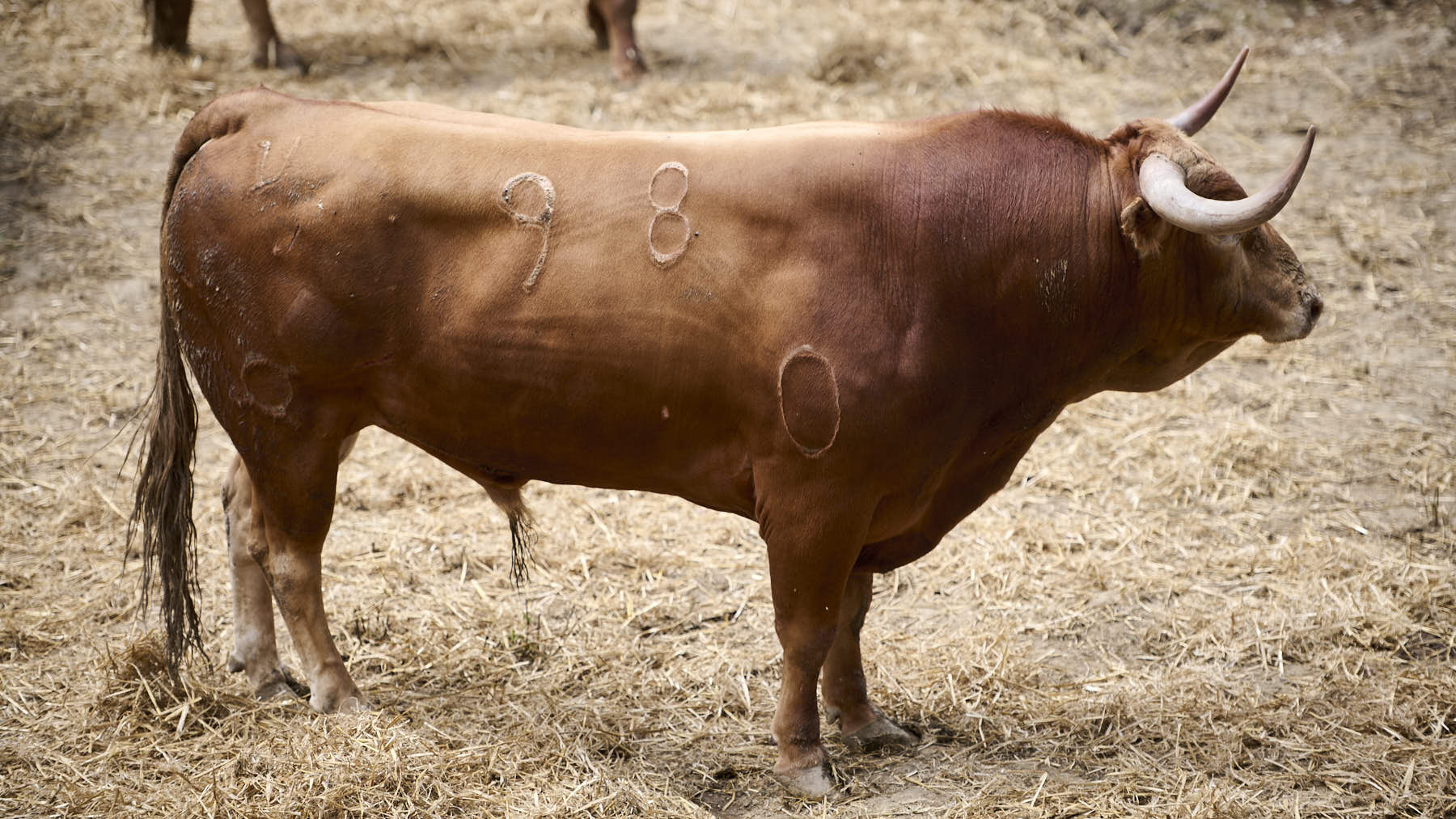 El toro 'Arrebato' (Nº98) de la ganadería de Domingo Hernández (11 de julio), colorado y de 570 kilos de peso en los Corrales del Gas de Pamplona. PABLO LASAOSA