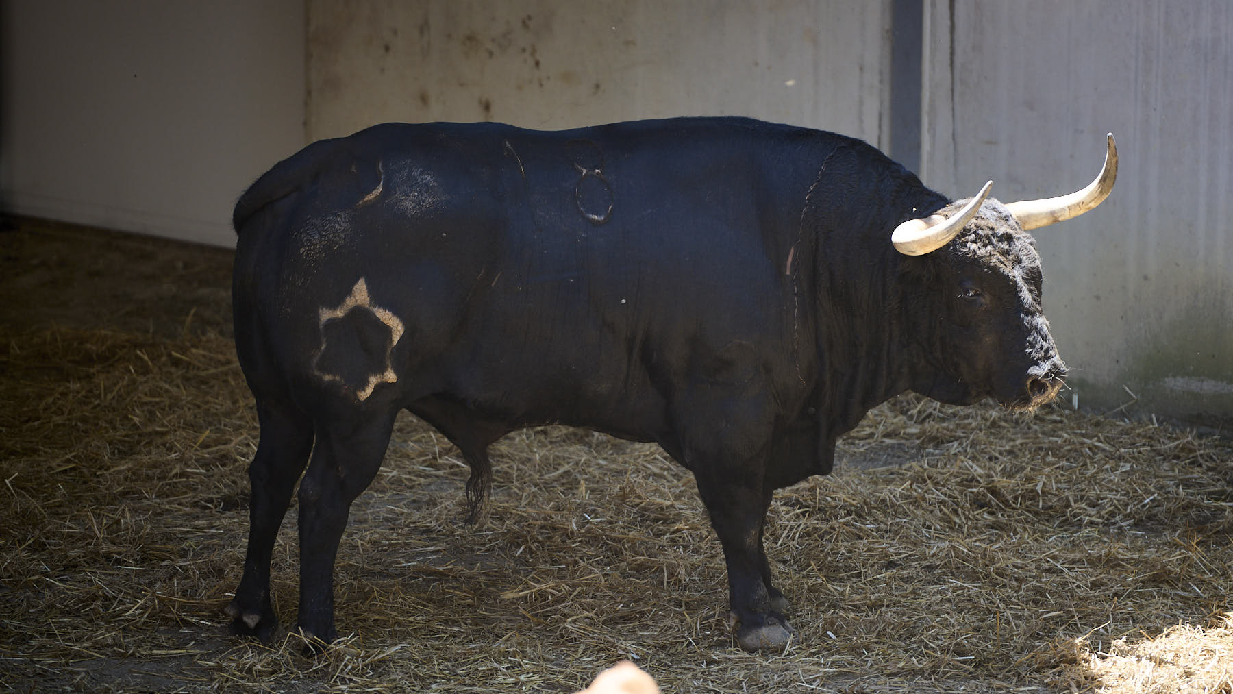 El toro Pasota (Nº 18) de la ganadería de Jandilla (12 de julio), negro bragado y de 520 kilos de peso en los Corrales del Gas de Pamplona. PABLO LASAOSA