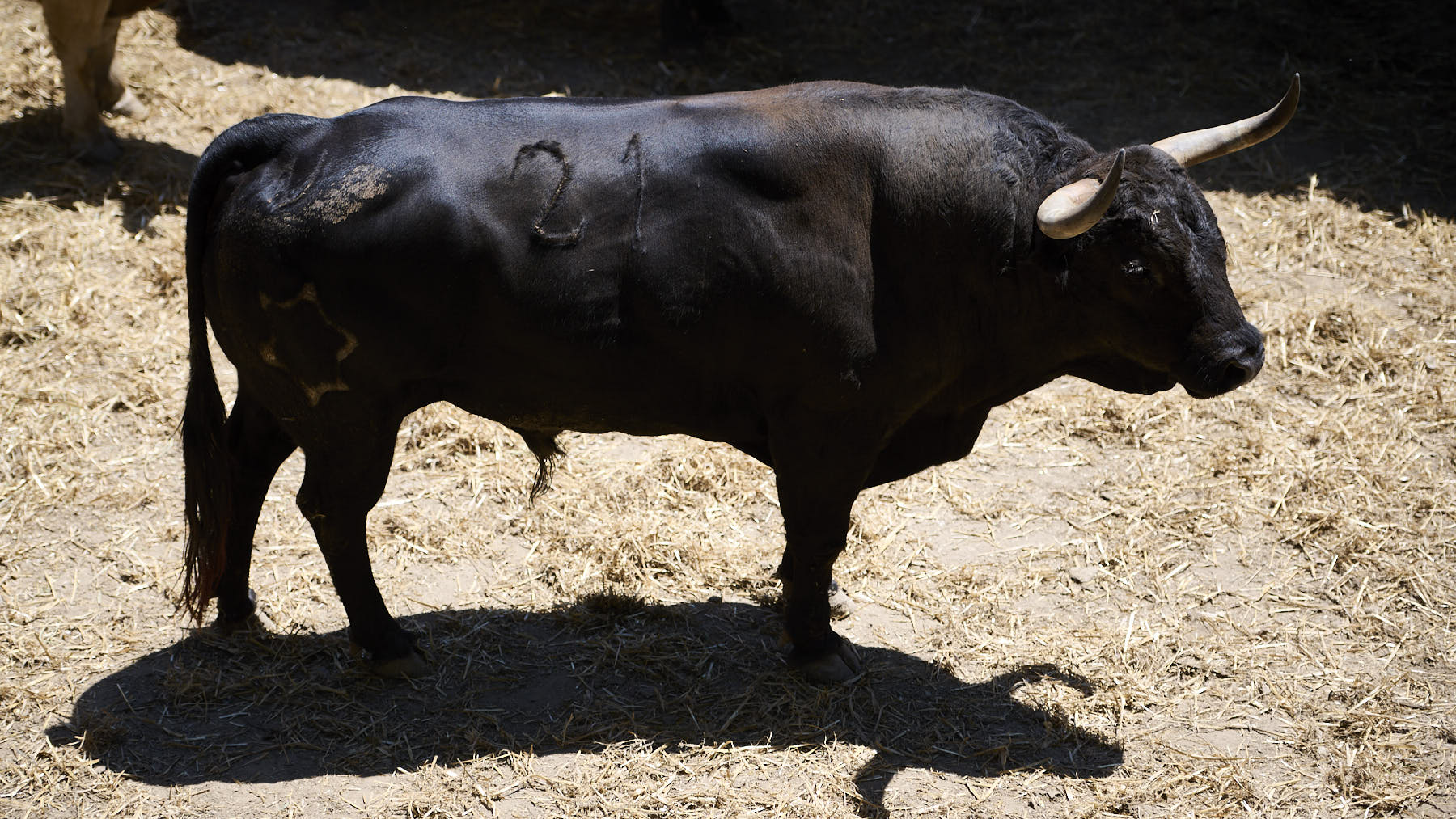 El toro Jaramago (Nº 21) de la ganadería de Jandilla (12 de julio), negro y de 540 kilos de peso en los Corrales del Gas de Pamplona. PABLO LASAOSA