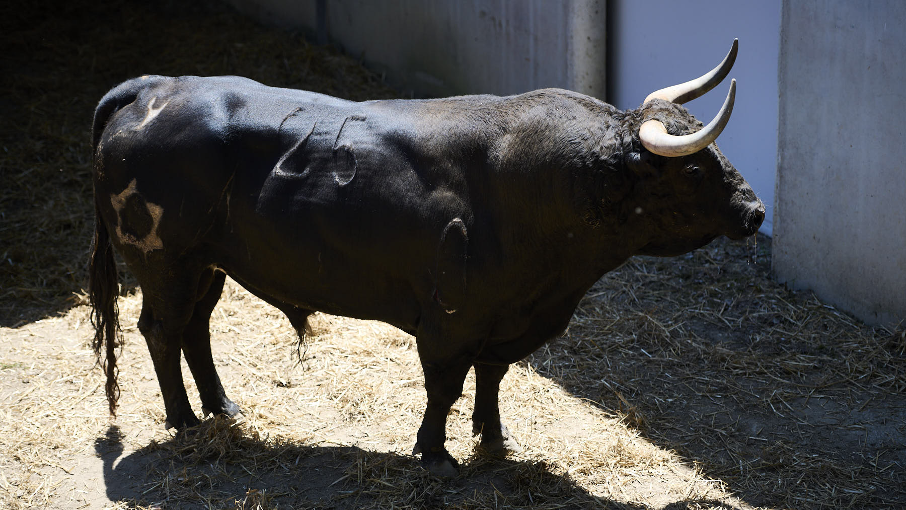 El toro Opaco (Nº 25) de la ganadería de Jandilla (12 de julio), negro bragado y de 570 kilos de peso en los Corrales del Gas de Pamplona. PABLO LASAOSA