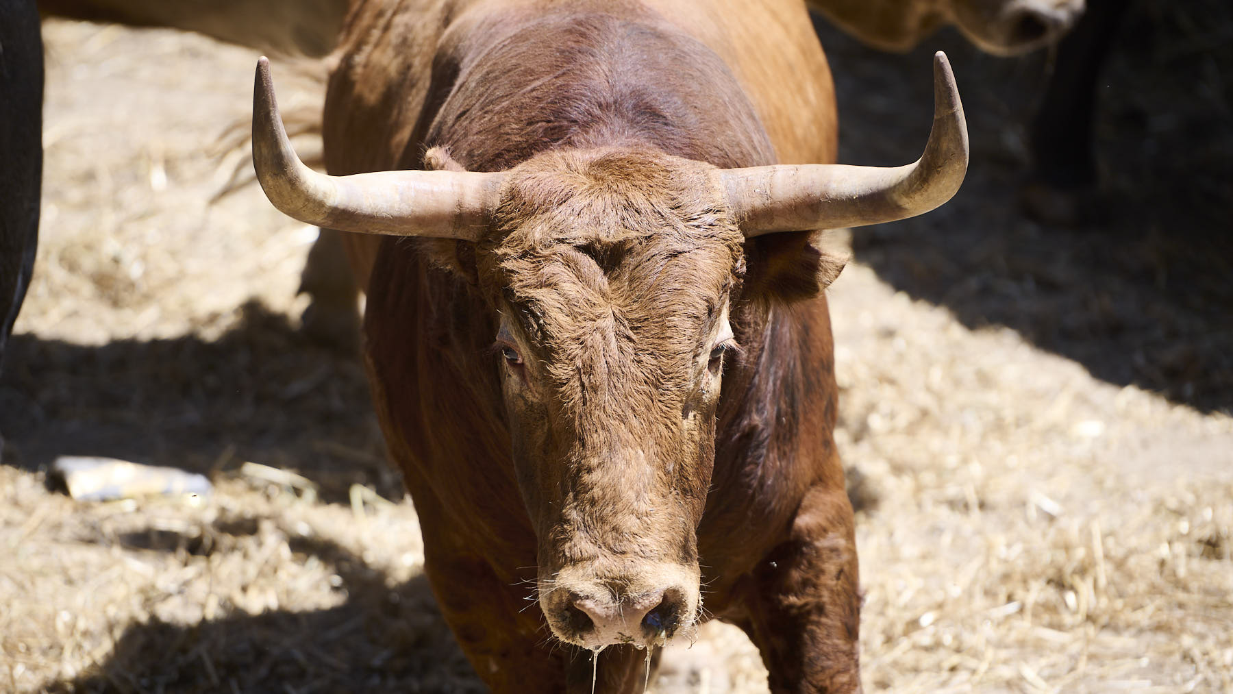 El toro Ratero (Nº 61) de la ganadería de Jandilla (12 de julio), colorado bragado y de 535 kilos de peso en los Corrales del Gas de Pamplona. PABLO LASAOSA