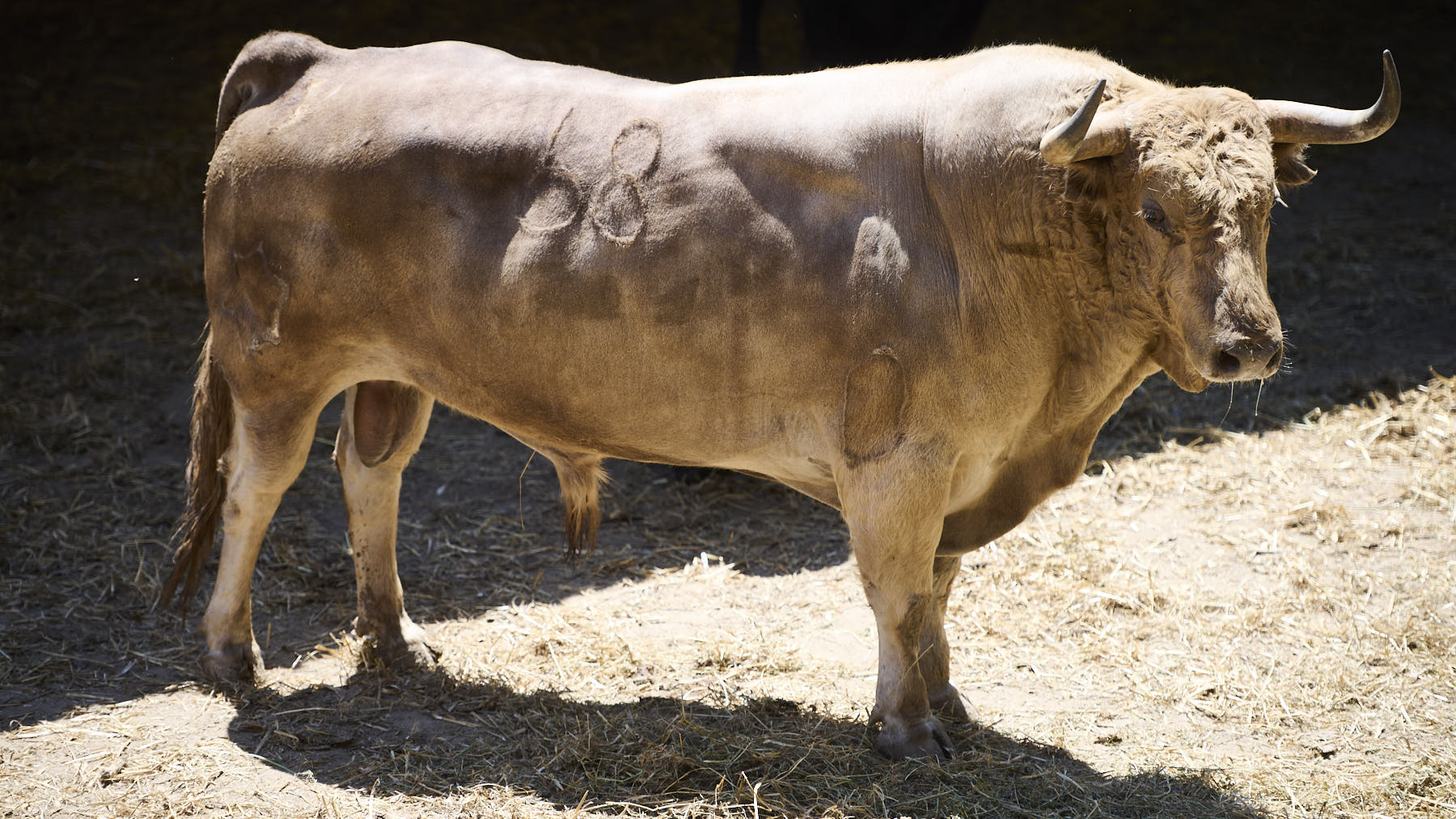 El toro Omeya (Nº 68) de la ganadería de Jandilla (12 de julio), jabonero sucio y de 595 kilos de peso en los Corrales del Gas de Pamplona. PABLO LASAOSA