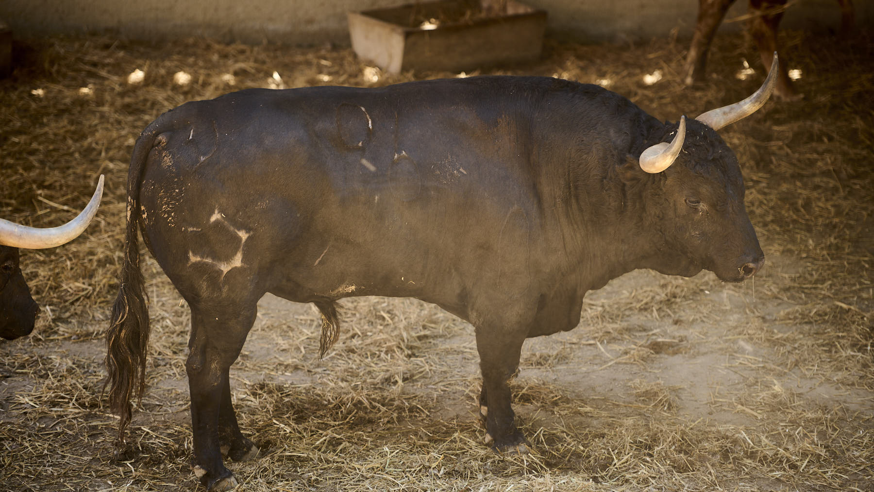 El toro Zabra (Nº 96) de la ganadería de Jandilla (12 de julio), negro mulato y de 530 kilos de peso en los Corrales del Gas de Pamplona. PABLO LASAOSA