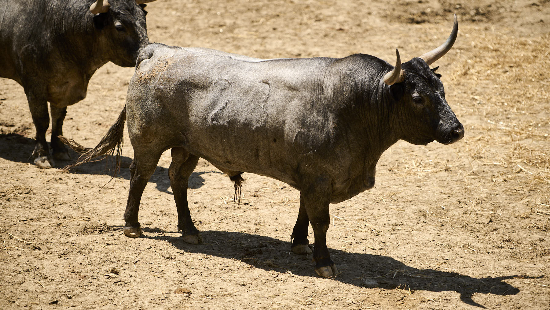 El toro Escribano (Nº 23) de la ganadería de José Escolar (13 de julio), cárdeno bragado y de 595 kilos de peso en los Corrales del Gas de Pamplona. PABLO LASAOSA