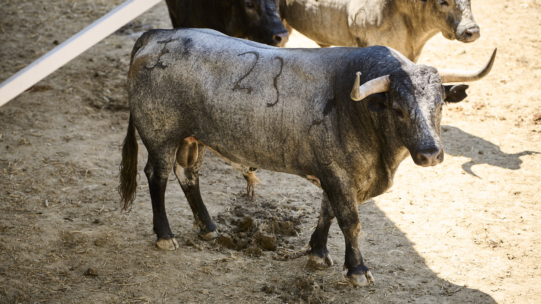 El toro Palomito (Nº 23) de la ganadería de José Escolar (13 de julio), cárdeno bragado y de 540 kilos de peso en los Corrales del Gas de Pamplona. PABLO LASAOSA