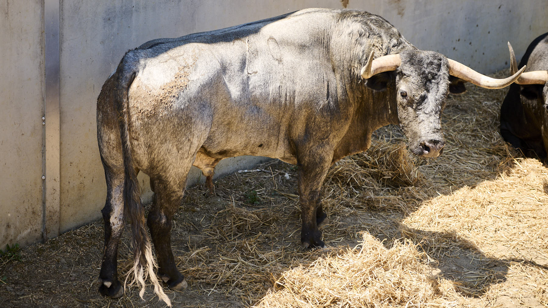 El toro Chupetero (Nº 29) de la ganadería de José Escolar (13 de julio), negro entrepelado y de 560 kilos de peso en los Corrales del Gas de Pamplona. PABLO LASAOSA