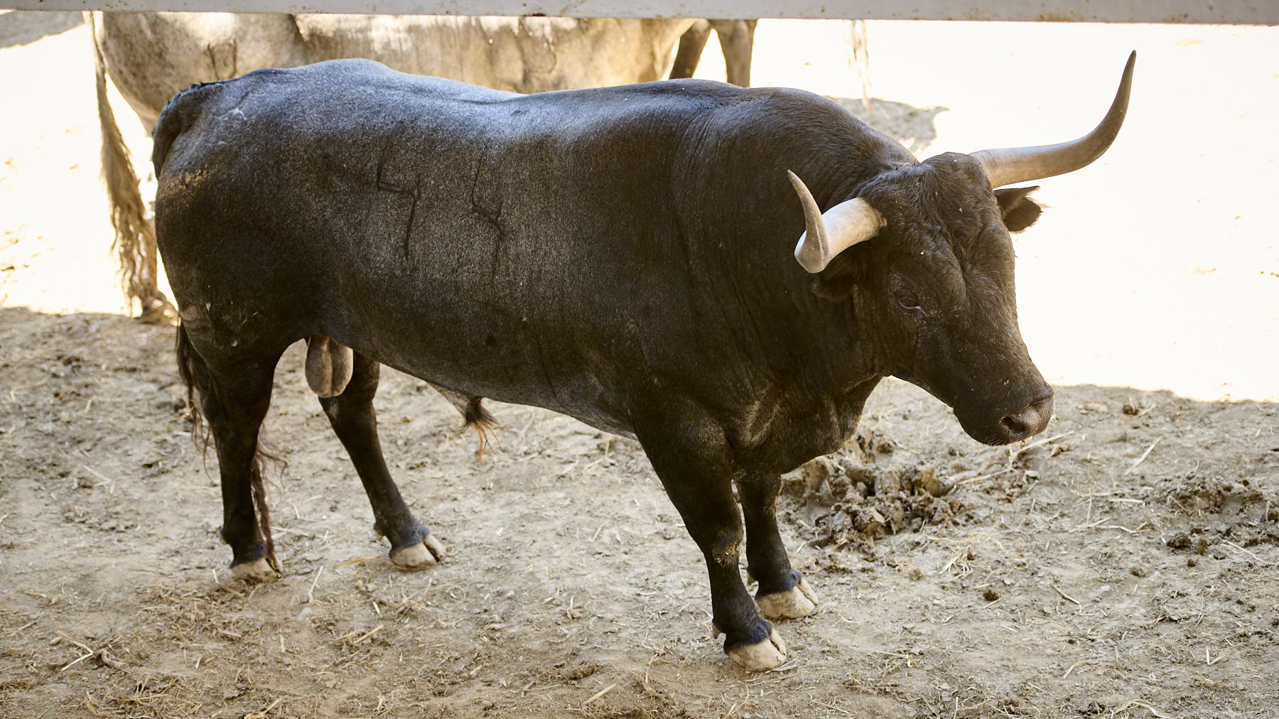 El toro Toledano (Nº 44) de la ganadería de José Escolar (13 de julio), negro entrepelado y de 580 kilos de peso en los Corrales del Gas de Pamplona. PABLO LASAOSA